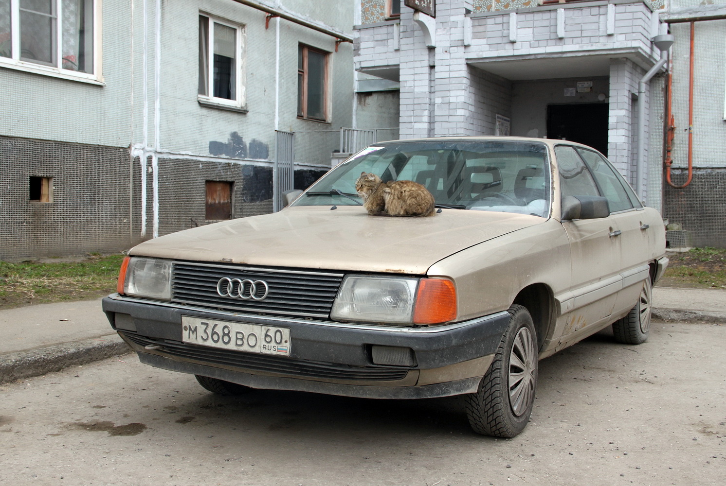 Псковская область, № М 368 УО 60 — Audi 100 (C3) '82-91